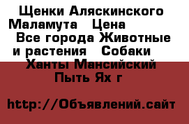 Щенки Аляскинского Маламута › Цена ­ 10 000 - Все города Животные и растения » Собаки   . Ханты-Мансийский,Пыть-Ях г.